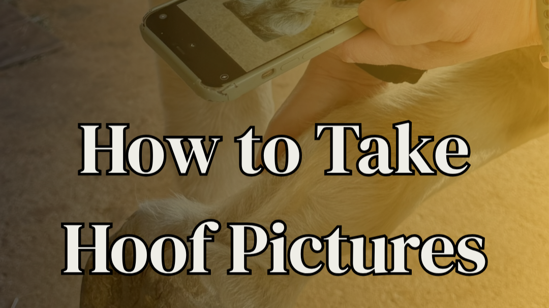 From The Field: How to Take Accurate Hoof Photos for Assessing Angle &amp; Balance