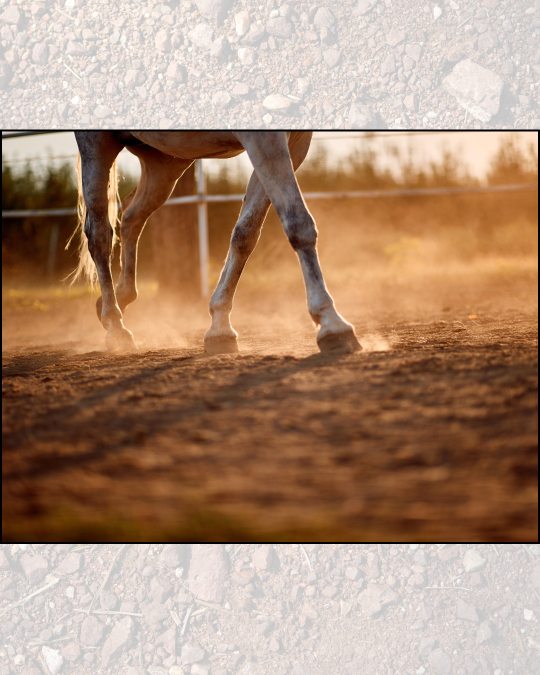 Close-up of horse's legs kicking up dust on dirt ground during sunset.