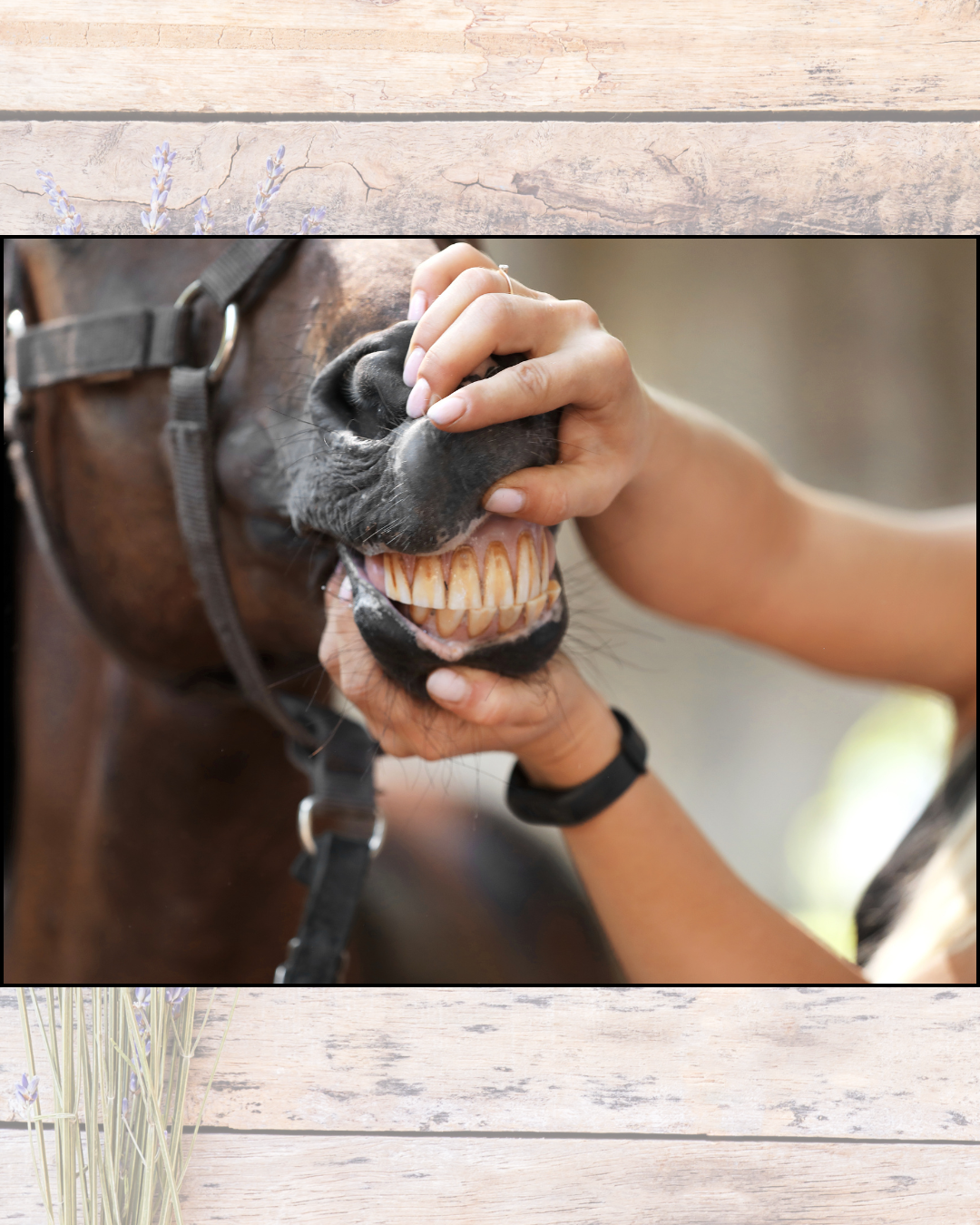 How Often Should My Horse’s Teeth Be Checked?