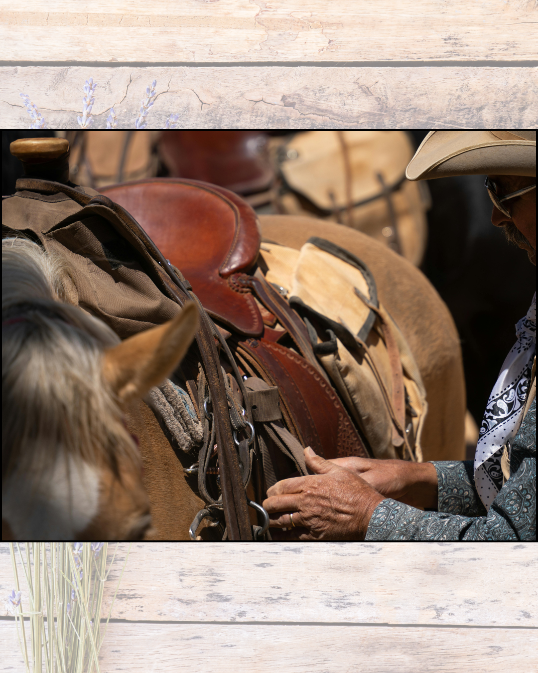 A person adjusting a saddle on a horse, surrounded by other saddles and tack.