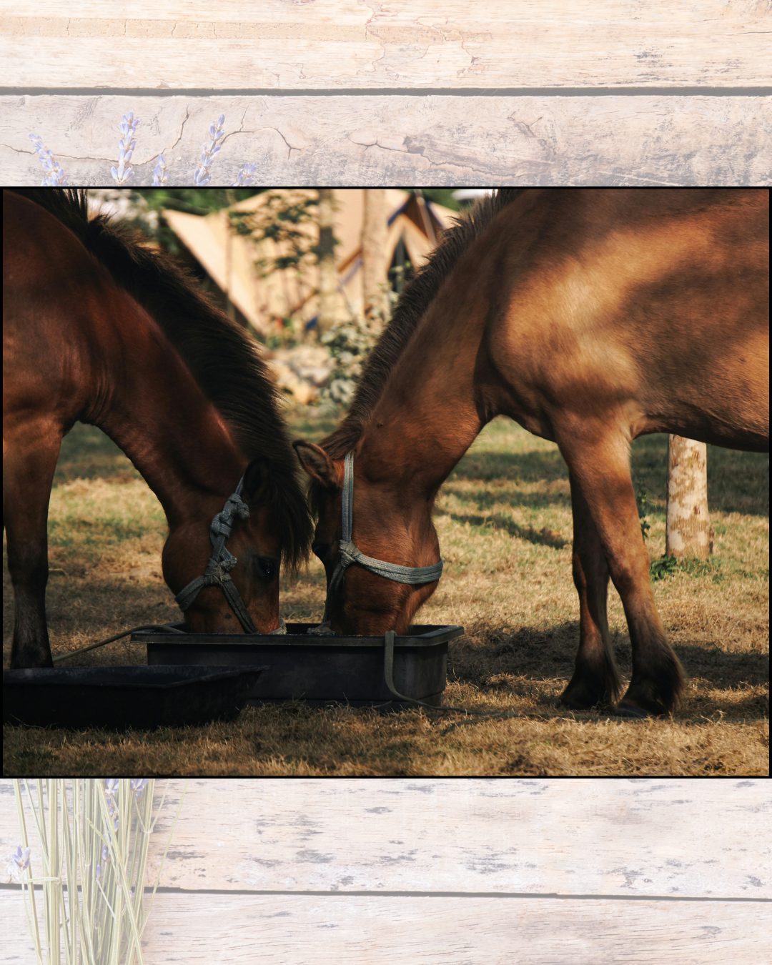 Two horses eating from a feeding tray outdoors on grass with trees and a house in the background