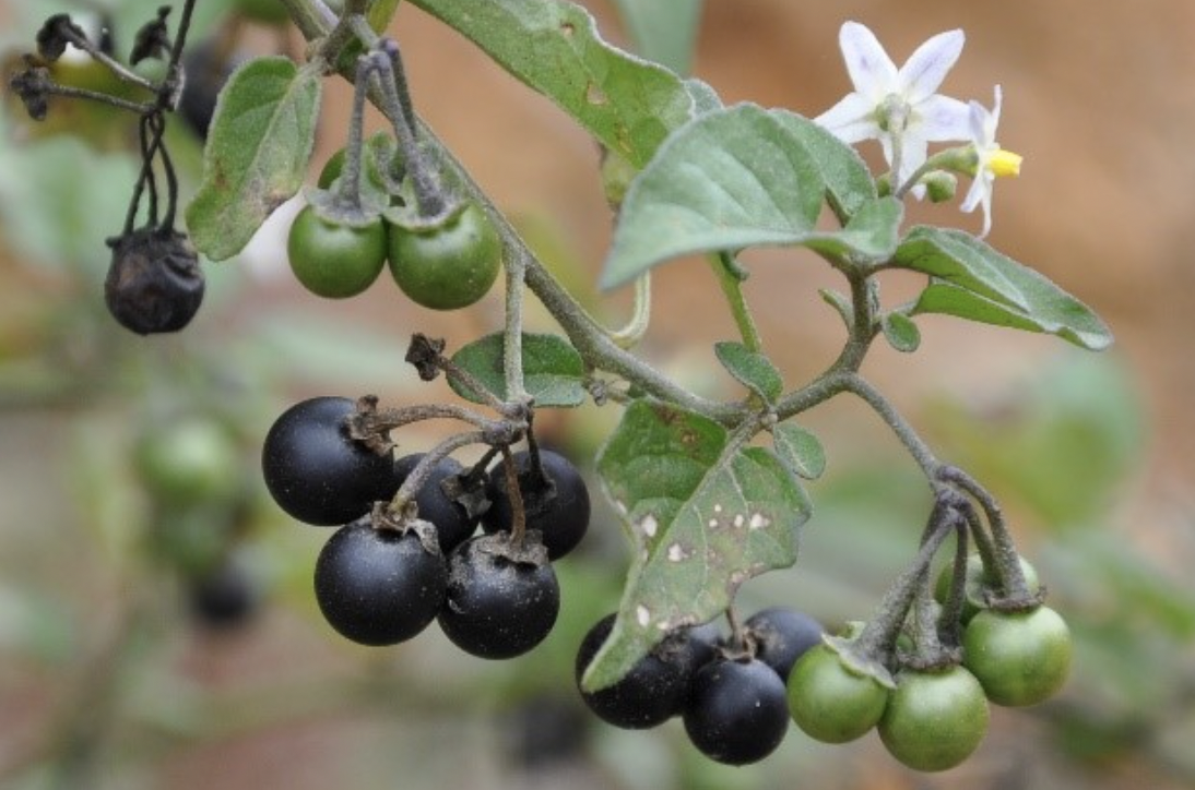 Belladonna…or hierba mora?