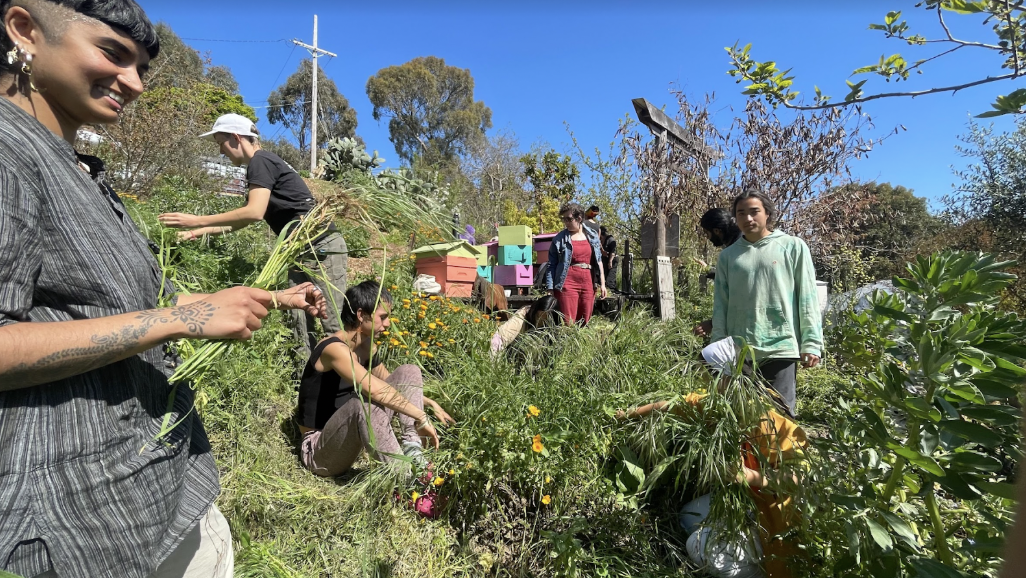 Cleavers &amp; wild radish