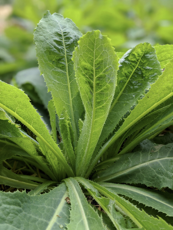 wild lettuce