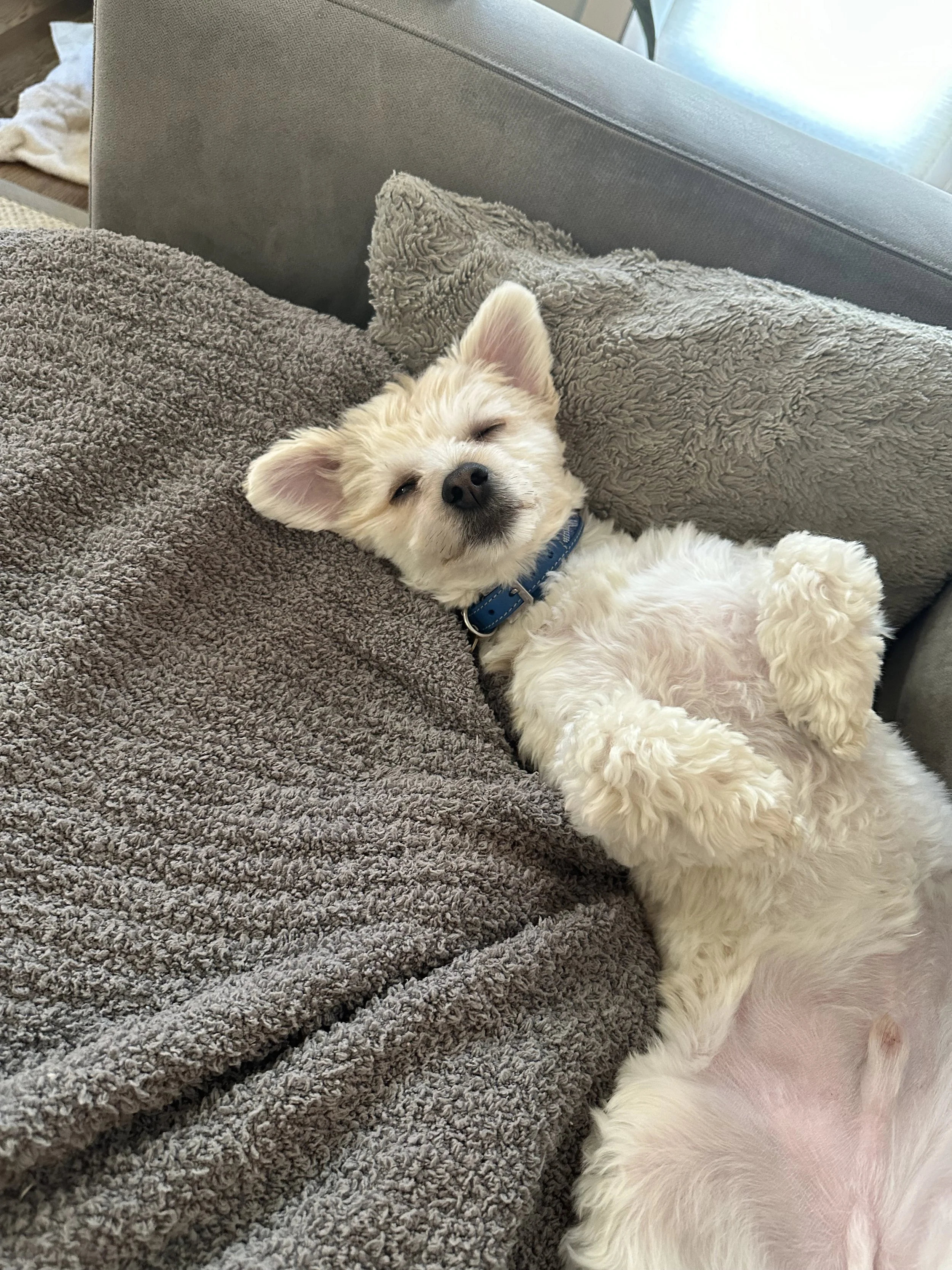 A small white dog with fluffy fur and a blue collar is lying on a couch, resting its head on a gray blanket with its eyes closed.