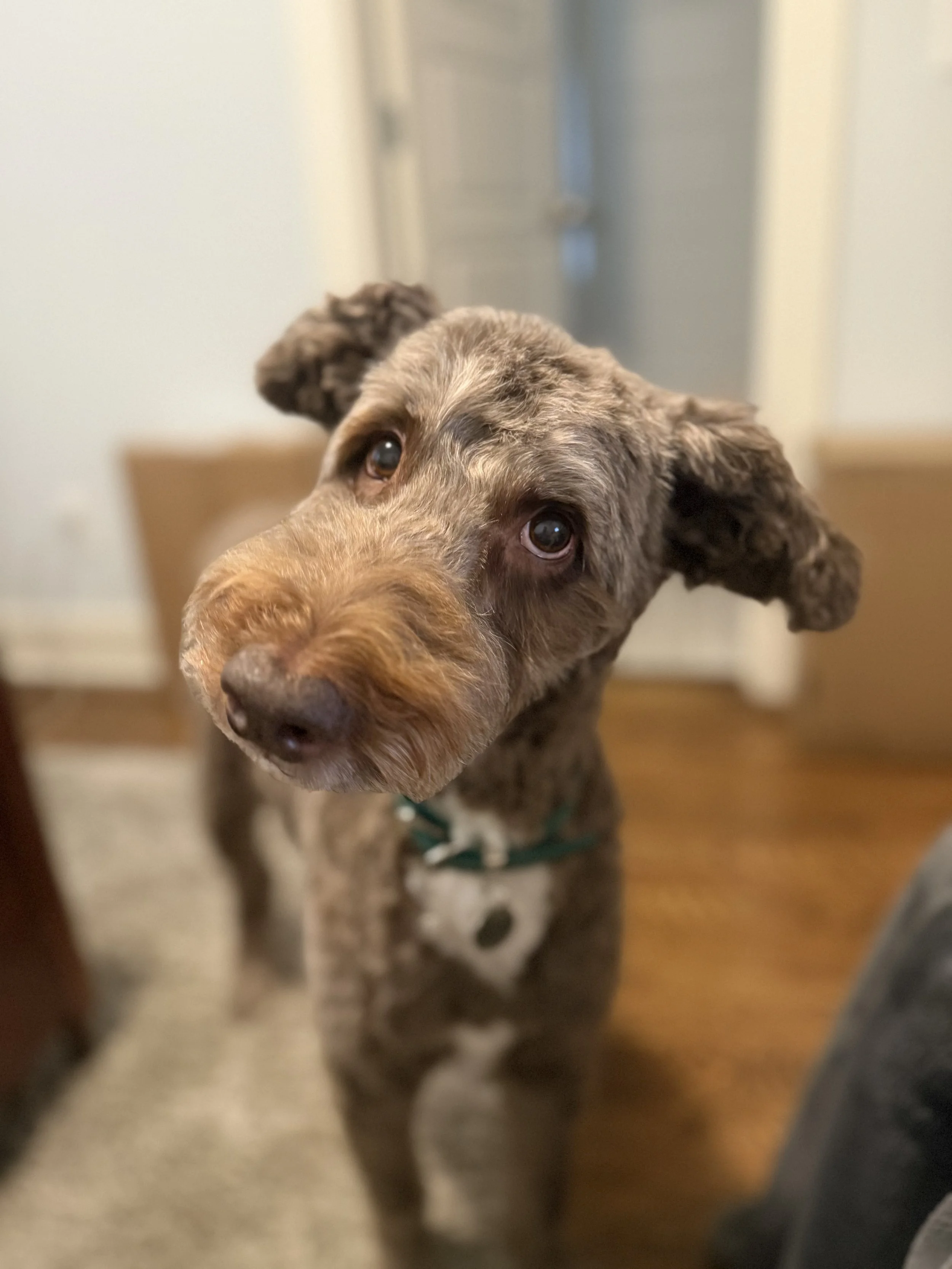 Cute gray and brown curly-haired dog with expressive eyes looking directly at the camera indoors.