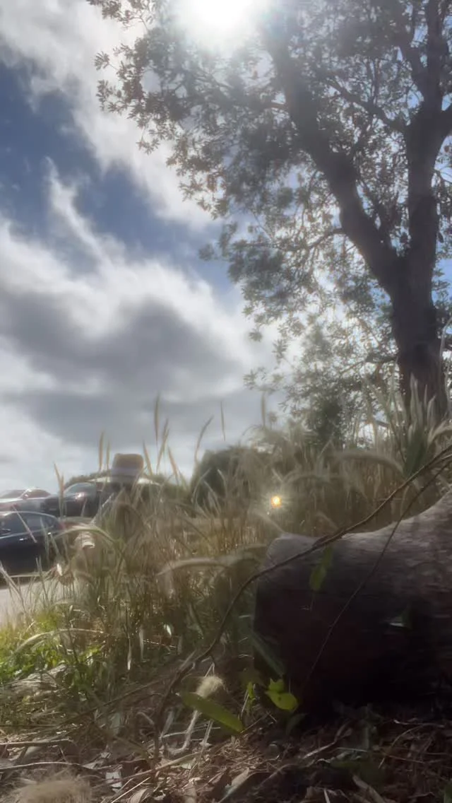 Pickin’ seeds #seedcollecting #nativenursery #nursery