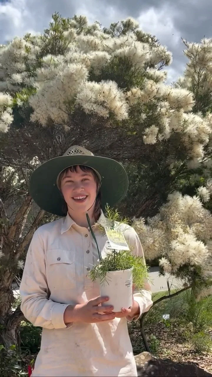 We’ve got beautiful Melaleuca ‘Snow Storm’ available. Stock is limited so come by for one today! #australiannativeplants #nativeflowers #nursery #melaleuca