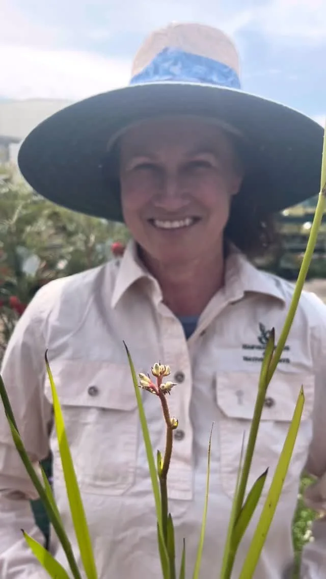 Kangaroo Paws on special now! Buy two for only $6 today! #anigozanthos #nursery #nativeplants #nativeflowers