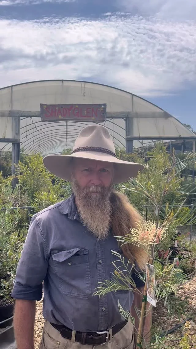 Beautiful Grevilleas are available now, come and check them out! #grevillea #nativenursery #australiannativeplants #plants