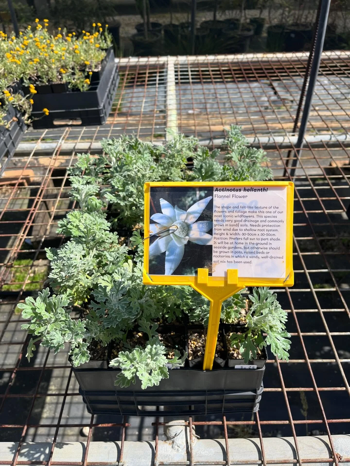 Gorgeous Flannel Flowers available at $8 each!