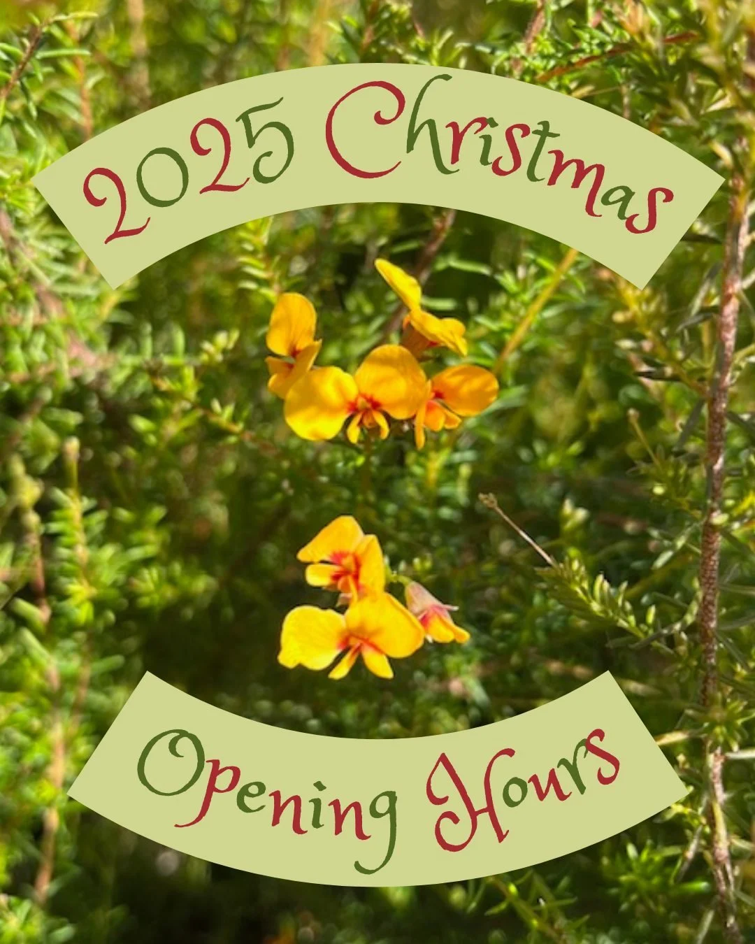 Here are our opening hours over Christmas and New Years. Have a Merry Christmas if we don't see you before then! #christmas #merrychristmas #nursery