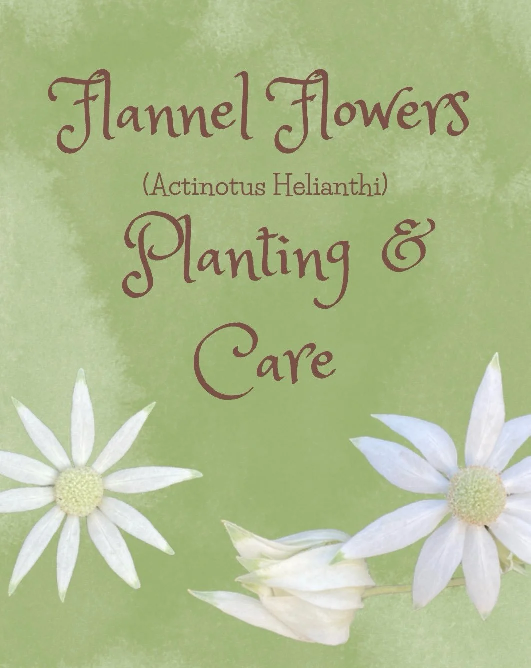 We&rsquo;ve been getting a lot of questions regarding Flannel Flower care, so here are our tips! #flannelflower #actinotus #plantcare