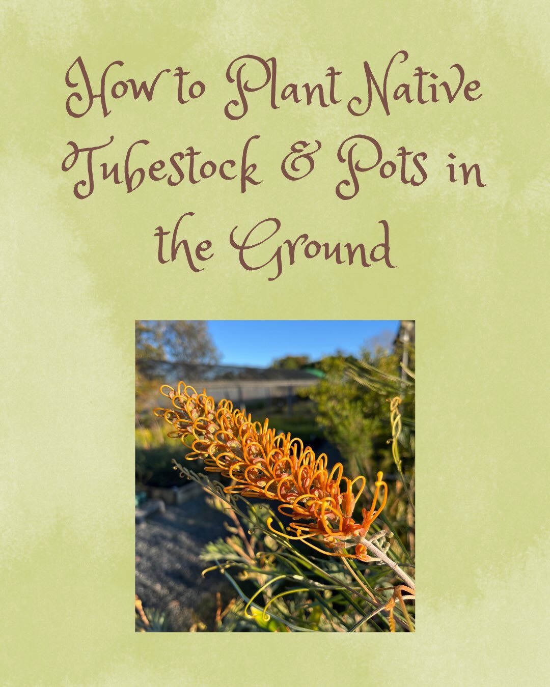 Here&rsquo;s our advice on how to plant your tubestock into the ground correctly. Follow these tips for happy plants! #nursery #plantcare #planting #australiannativeplants