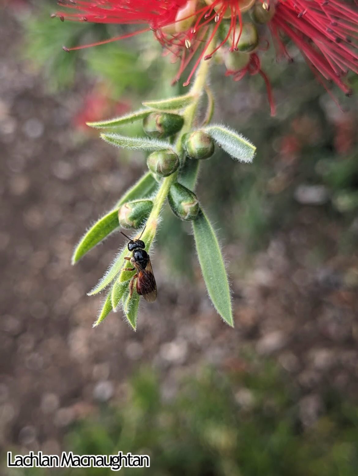 These photos were taken by Lachlan Macnaughtan, who is a bee researcher currently studying a Master of Research in science and engineering at Macquarie University.

Lachlan says &ldquo;The focus of my research thesis will be aimed at aiding further d
