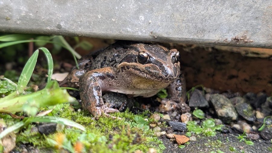 Weeding with frogs. Photos taken by @xmc2_00 #frog #nursery