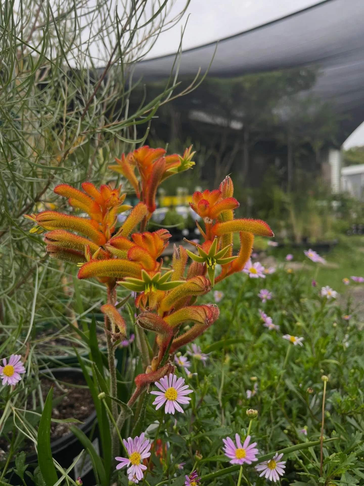 Our Kangaroo Paws are beautifully in flower here at Harvest. If you&rsquo;re looking to put something colourful in your garden, Anigozanthos is a great choice! #nursery #anigozanthos #kangaroopaw #nativeplantsaustralia