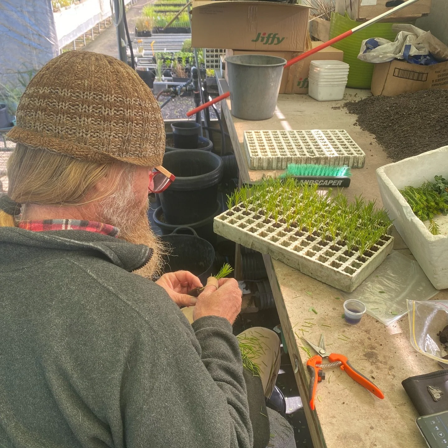 Here&rsquo;s Ross undertaking cutting propagation of Banksia &lsquo;Birthday Candles&rsquo; (ericifolia x spinulosa) this morning. #propagation #banksia