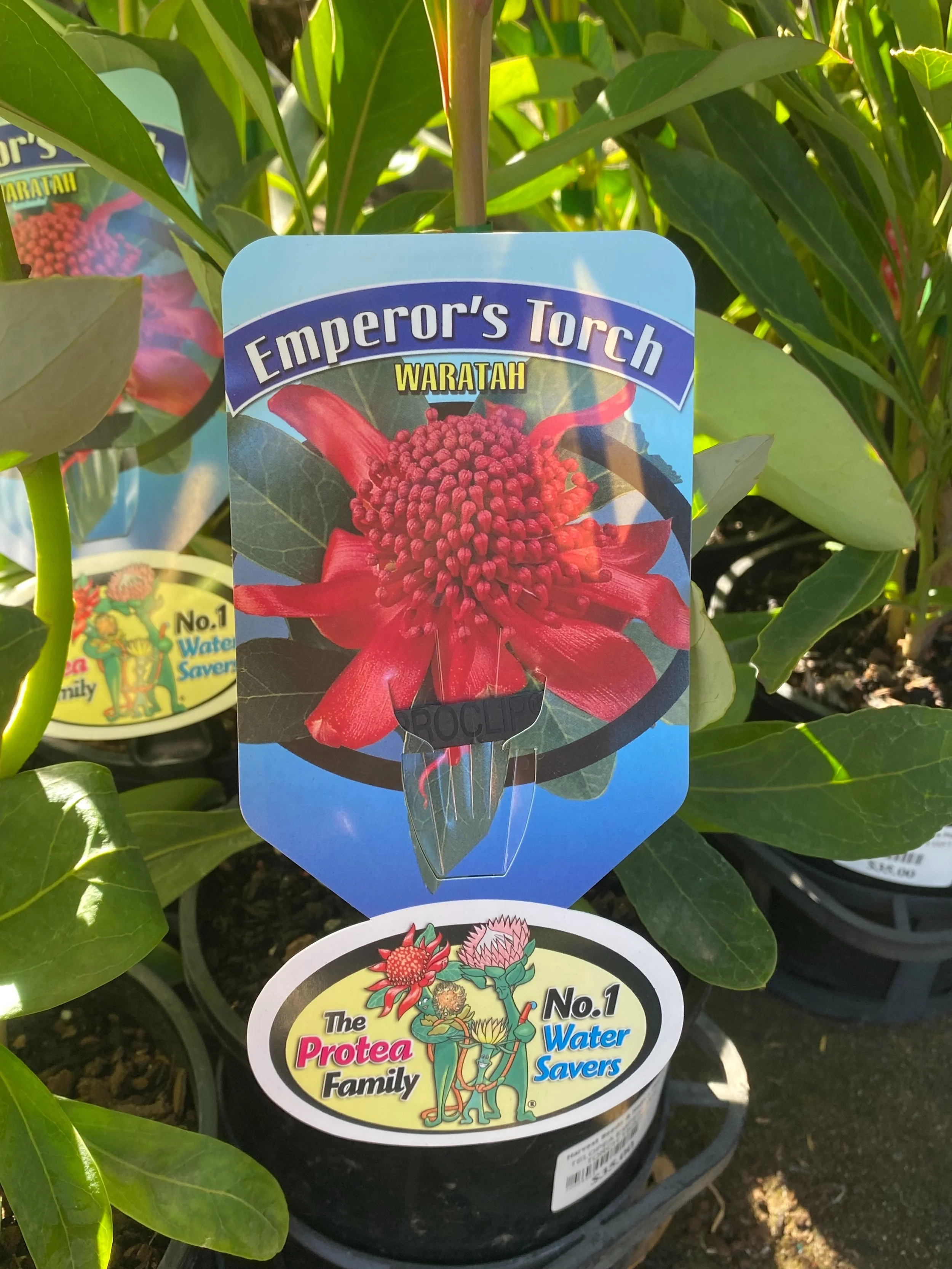 We&rsquo;ve got some beautiful new Waratahs in stock, red, white and pink! #nativenursery #waratah