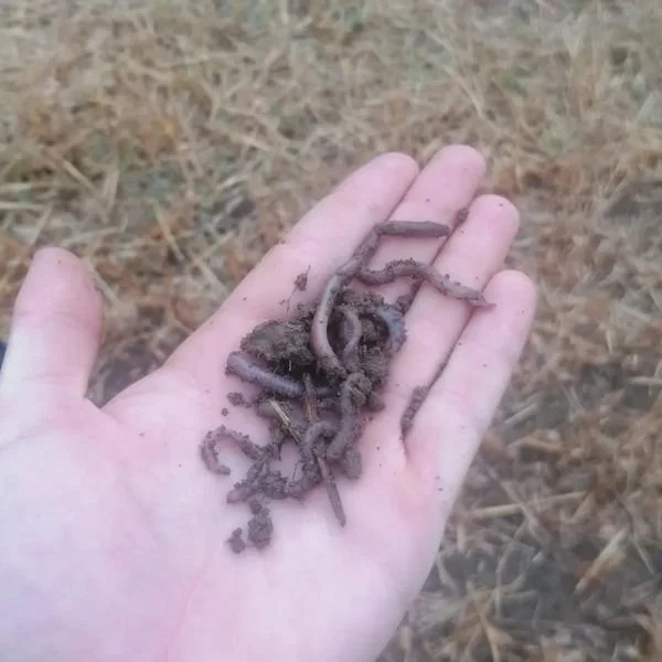 Worms! crucial for healthy soils.