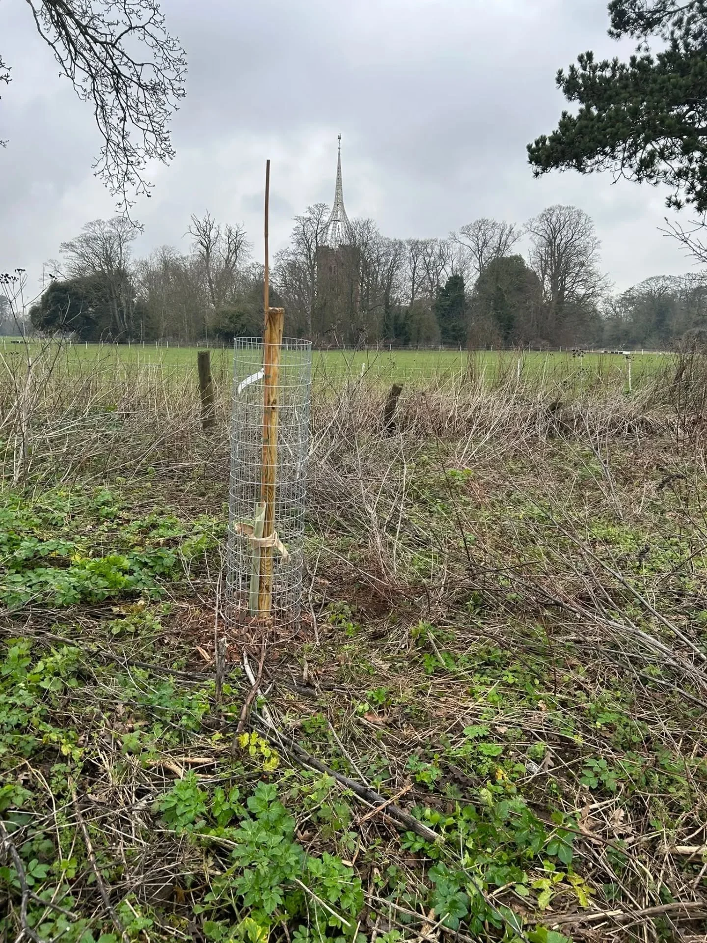 We&rsquo;ve been busy planting Dutch elm resistant elm trees across the farm and wider estate. These have been carefully planted to replace trees lost to recent storms and in areas where historic parkland trees once stood, helping to restore the hist