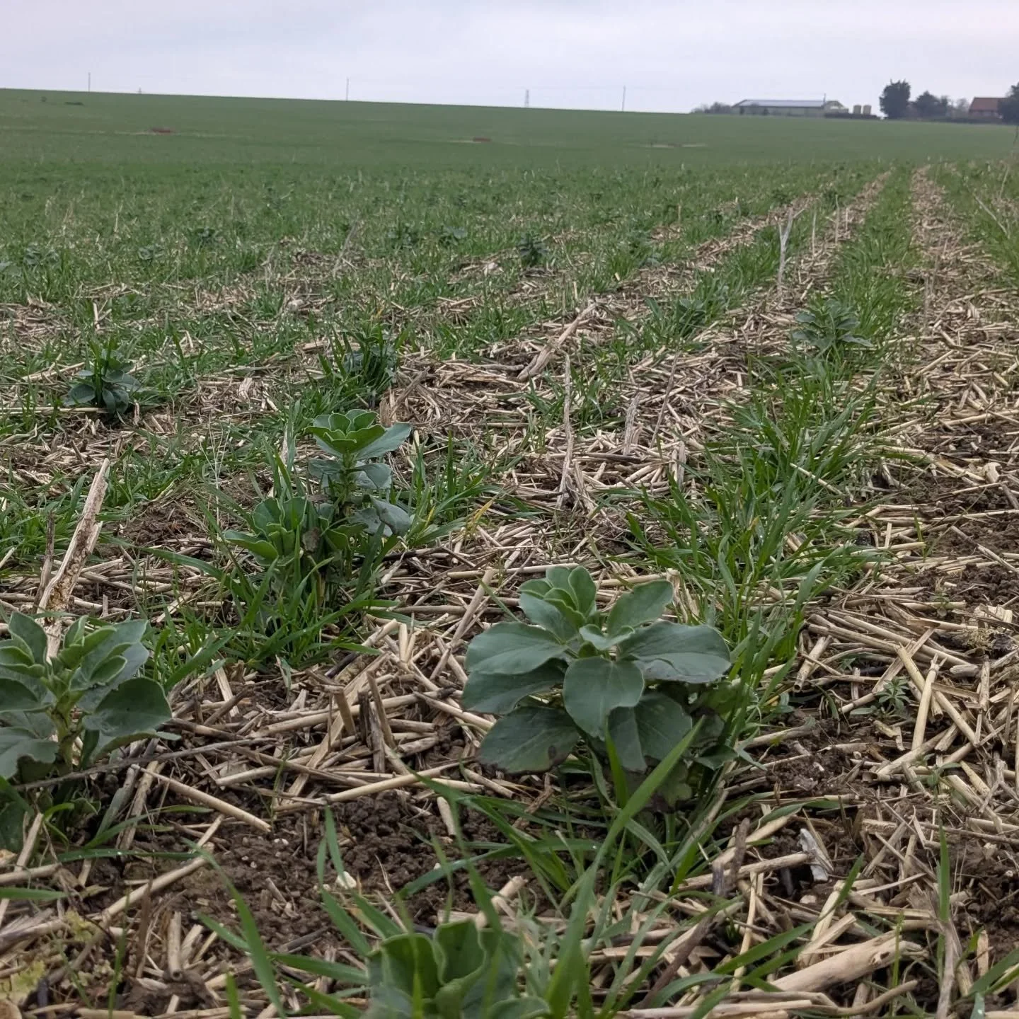 While it's damp and gloomy, these wheats are busy developing good root structures in preparation for warmer and sunnier days! 

As with all our cereals, these have been directly drilled into the stubble of the previous crop, with a companion crop of 