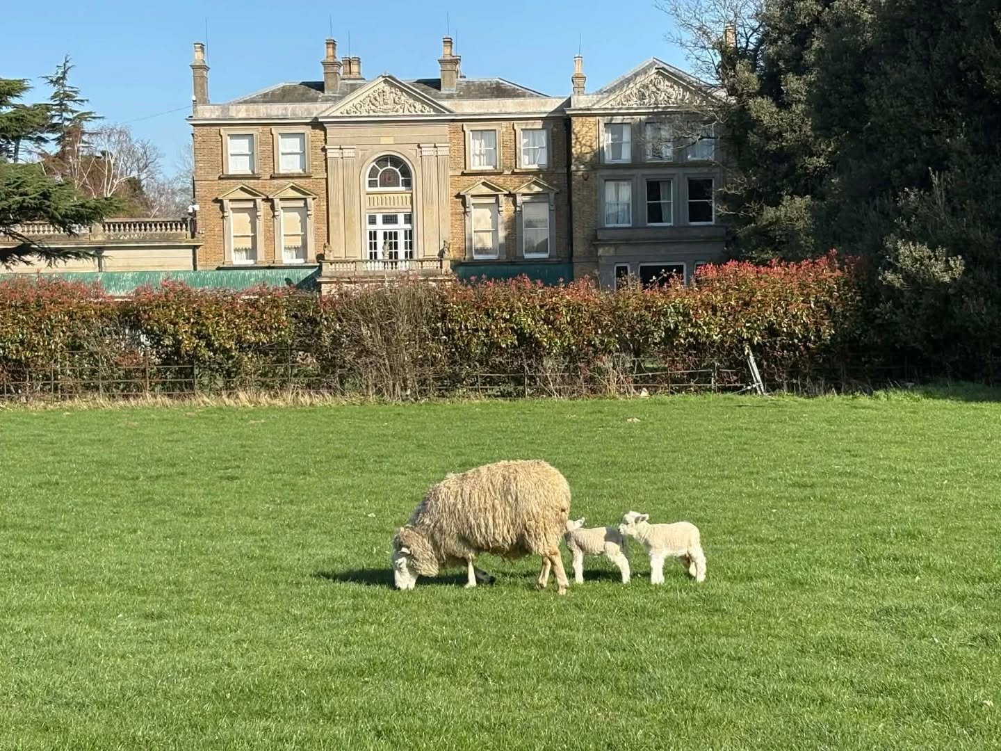 Spring has sprung on our front meadow! 

#newborn #lambs #quexpark #quexfarms #naturefriendlyfarming