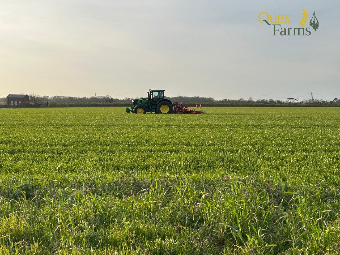 Out in the winter wheat last week, tackling weeds the mechanical way. 

Running a mechanical hoe through the crop to target those more persistent weeds hiding within the crop. By disturbing them now, we are reducing competition for nutrients, light a
