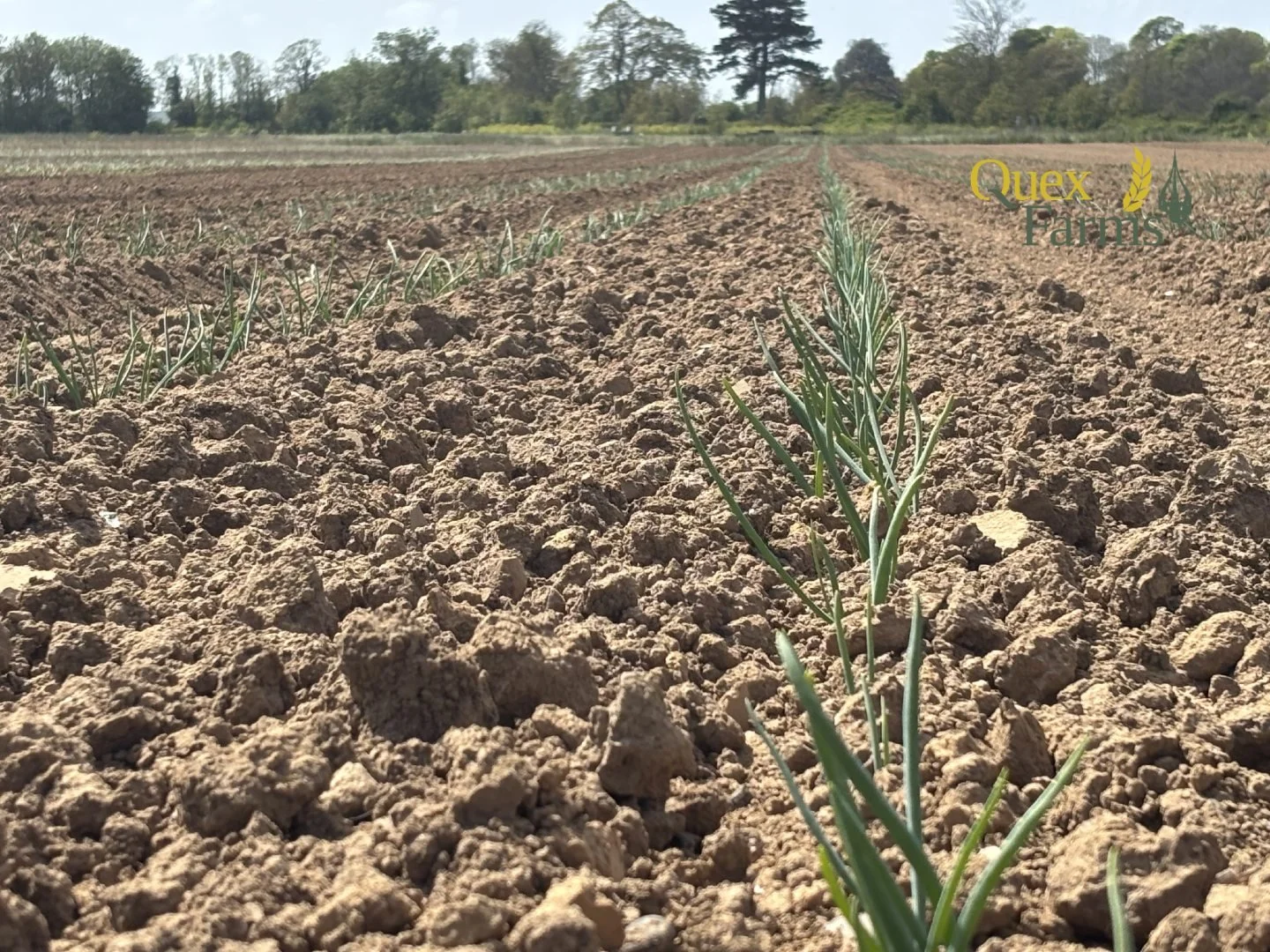 Our vegetable crops are responding well to the recent sunshine, and it&rsquo;s great to see everything starting to establish in the fields. It&rsquo;s been a slightly challenging start, with limited soil moisture and persistent winds slowing early gr
