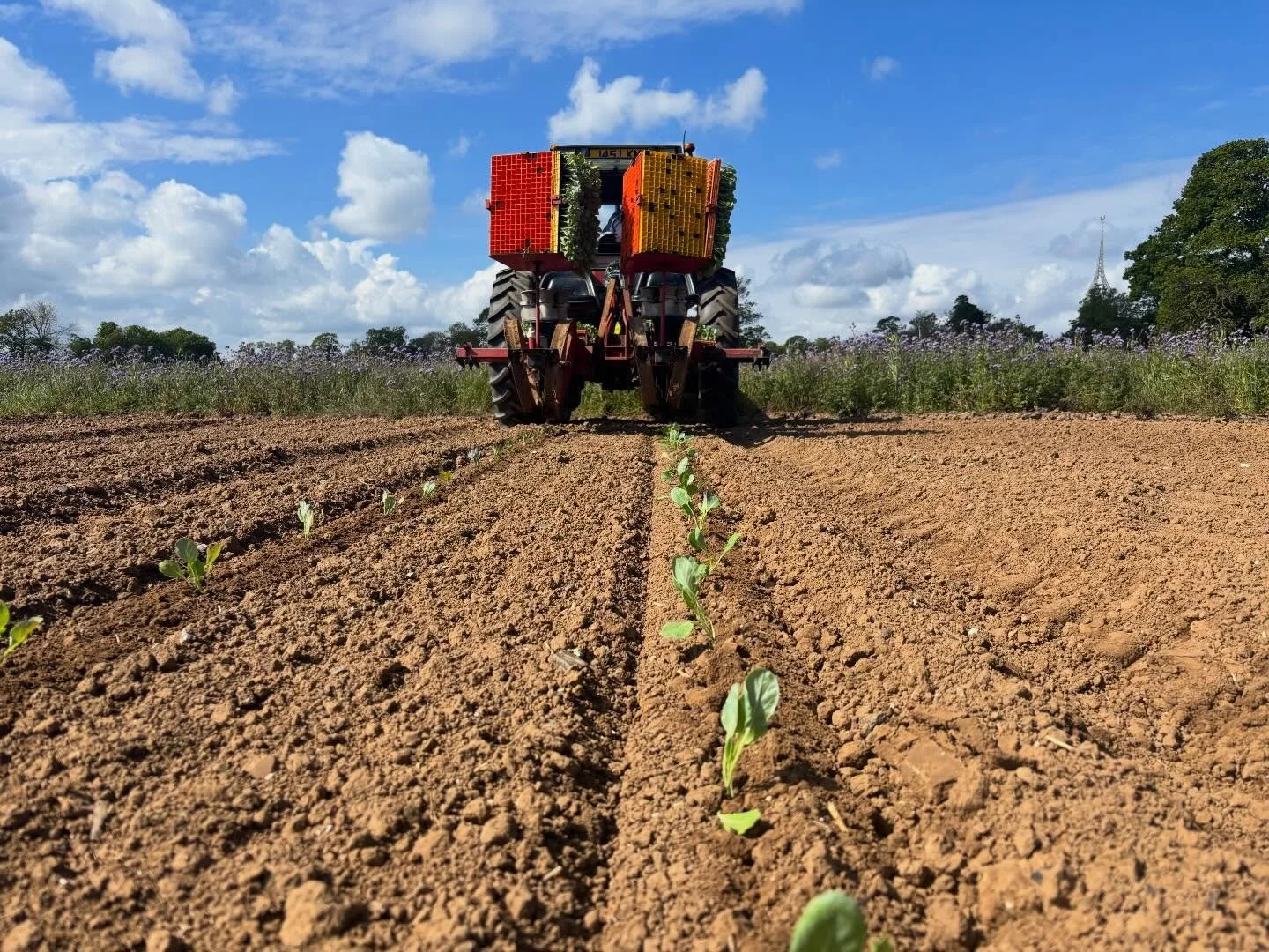 Sprouts, kale, cabbage and leeks all planted up into some moisture following the 10mm from the weekend showers. 

Plants from @delflandorganic and with all our veg will be grown without pesticides. The bordering field margin is excellent over winter 