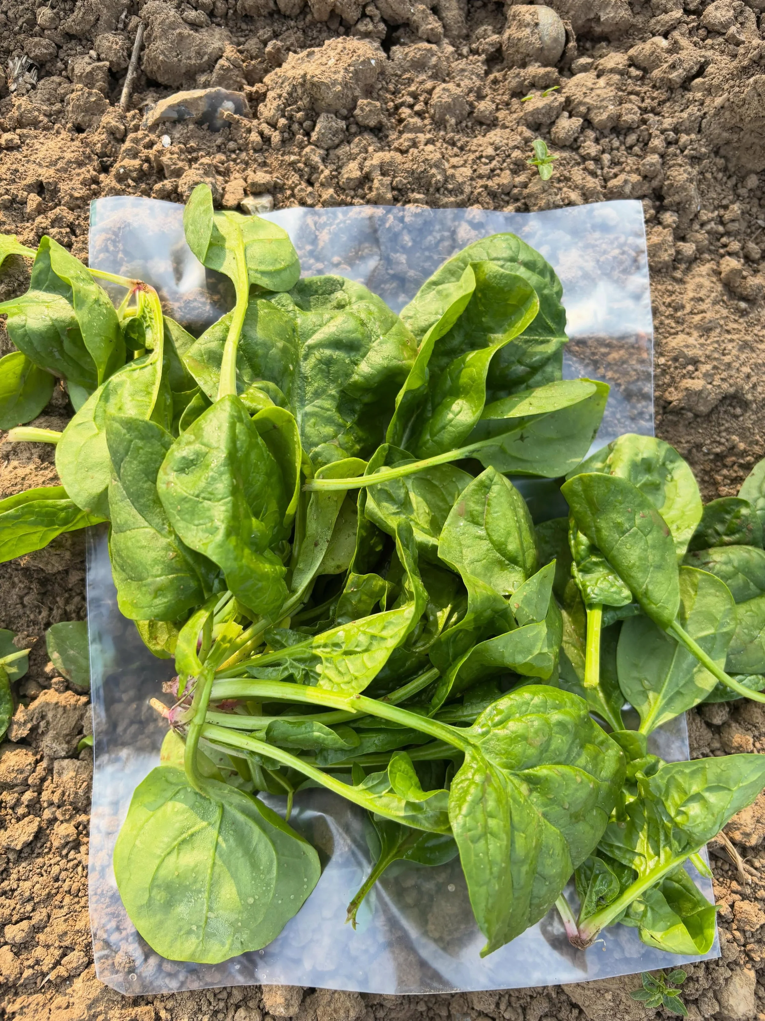 First of our spinach heading straight into @quex_barn ! 

#pesticidefree #thanet #veg #quexpark

@quexpark @producedinkent