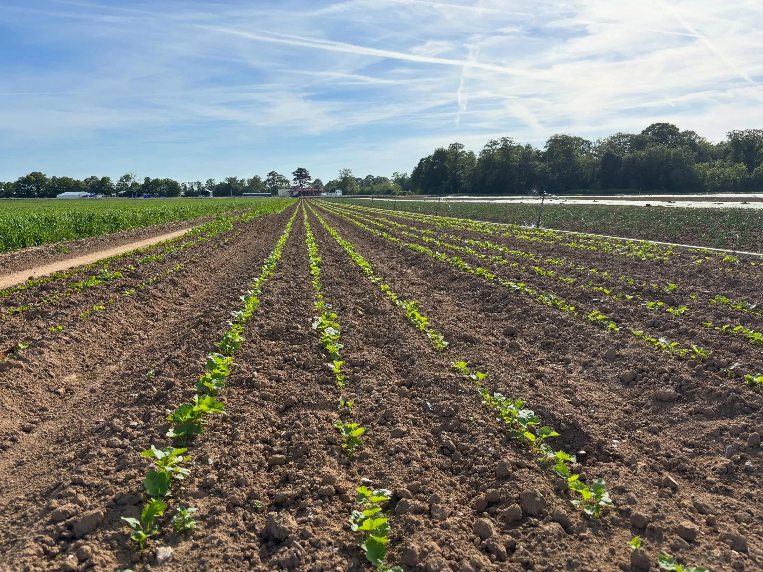 Despite the dry weather, our veg crops are thriving. We&rsquo;re currently harvesting fresh spinach and broad beans, while continuing to plant salads and brassicas and keeping everything going with some much-needed irrigation.

It&rsquo;s all buildin