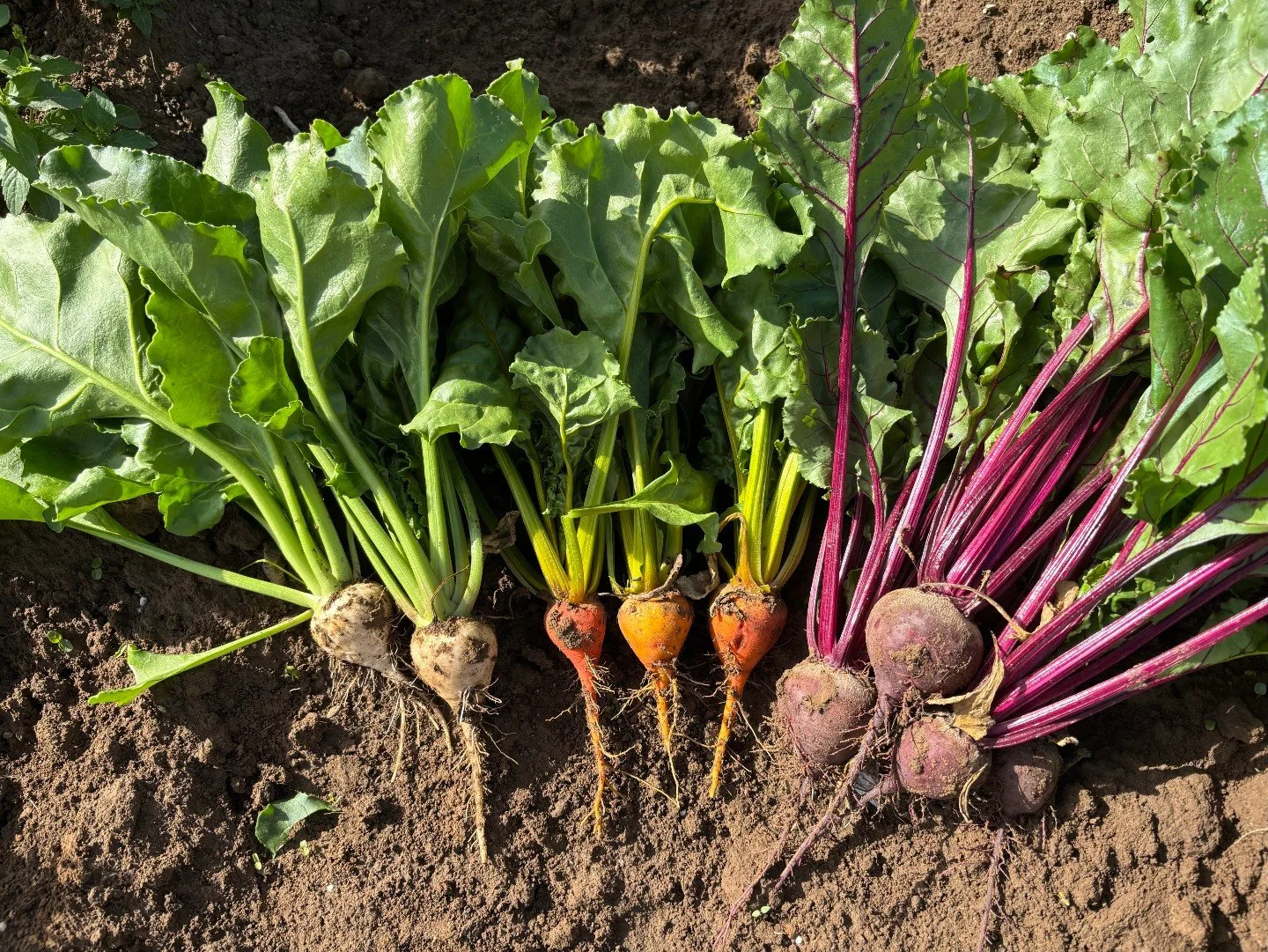 This weeks veg box contents are now live!

Order by Wednesday for Friday delivery.

https://www.quexveg.co.uk