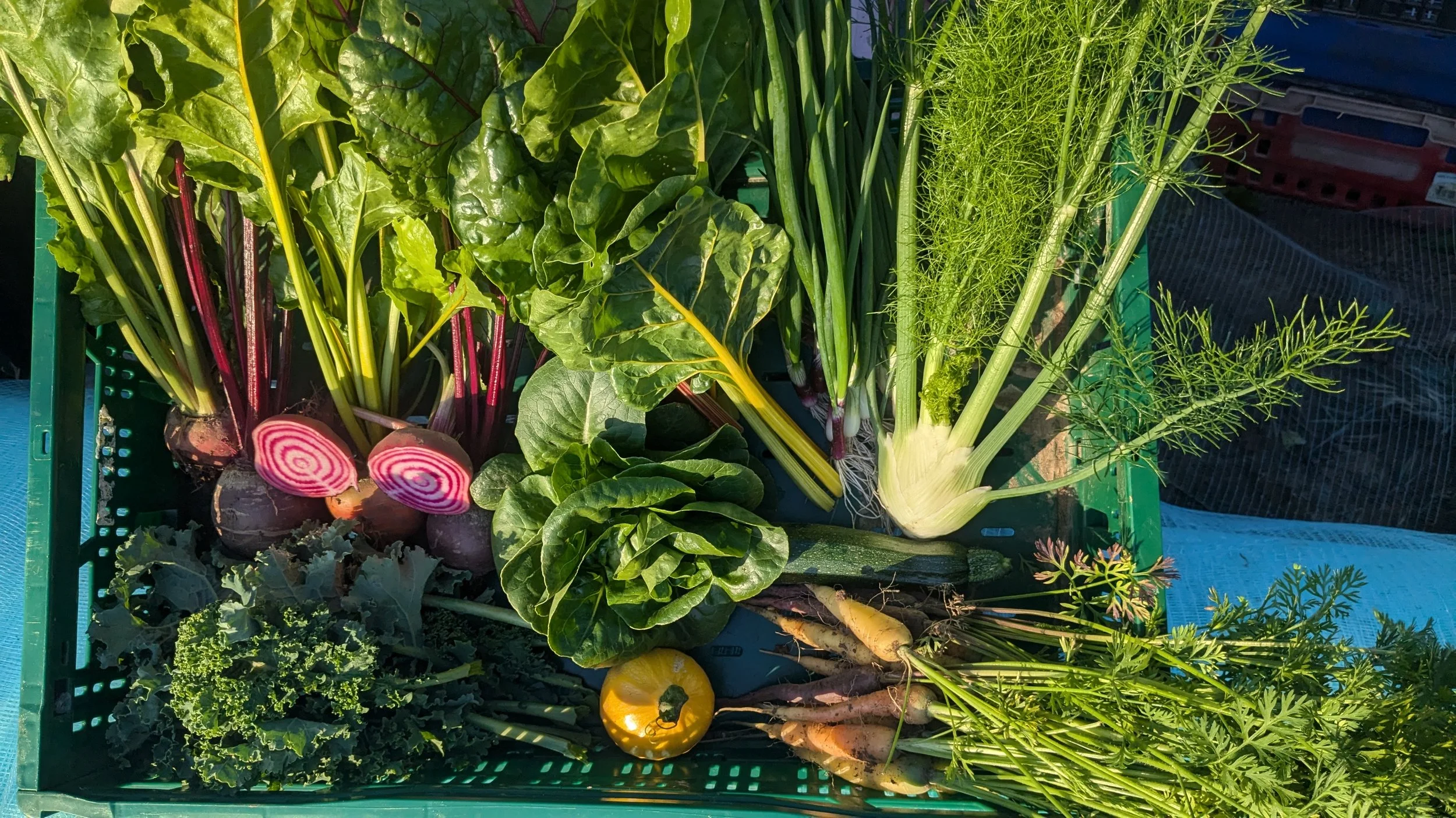 Fresh vegetables in a green basket, including radishes with pink and white swirls, beets, lettuce, dill, zucchini, carrots, and a yellow bell pepper.