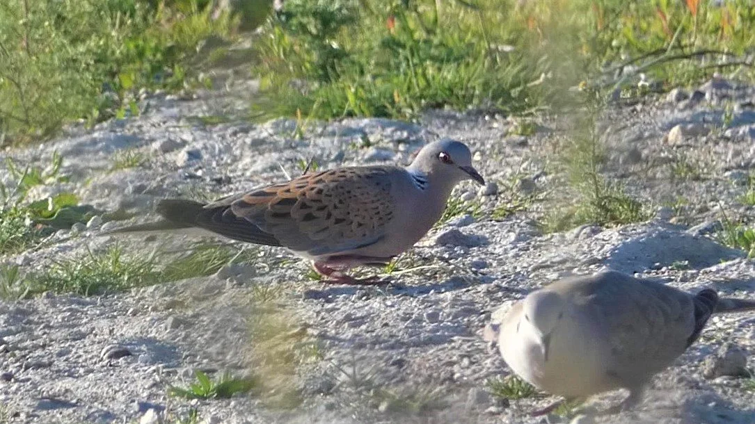 Two plump seagulls on rocky ground with green grass in background
