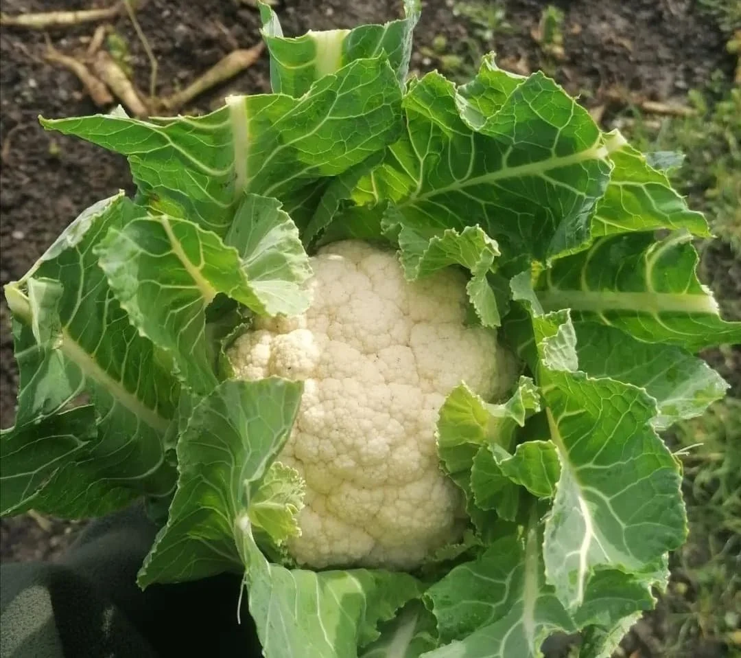 A head of cauliflower partially encased in green leaves growing in soil.
