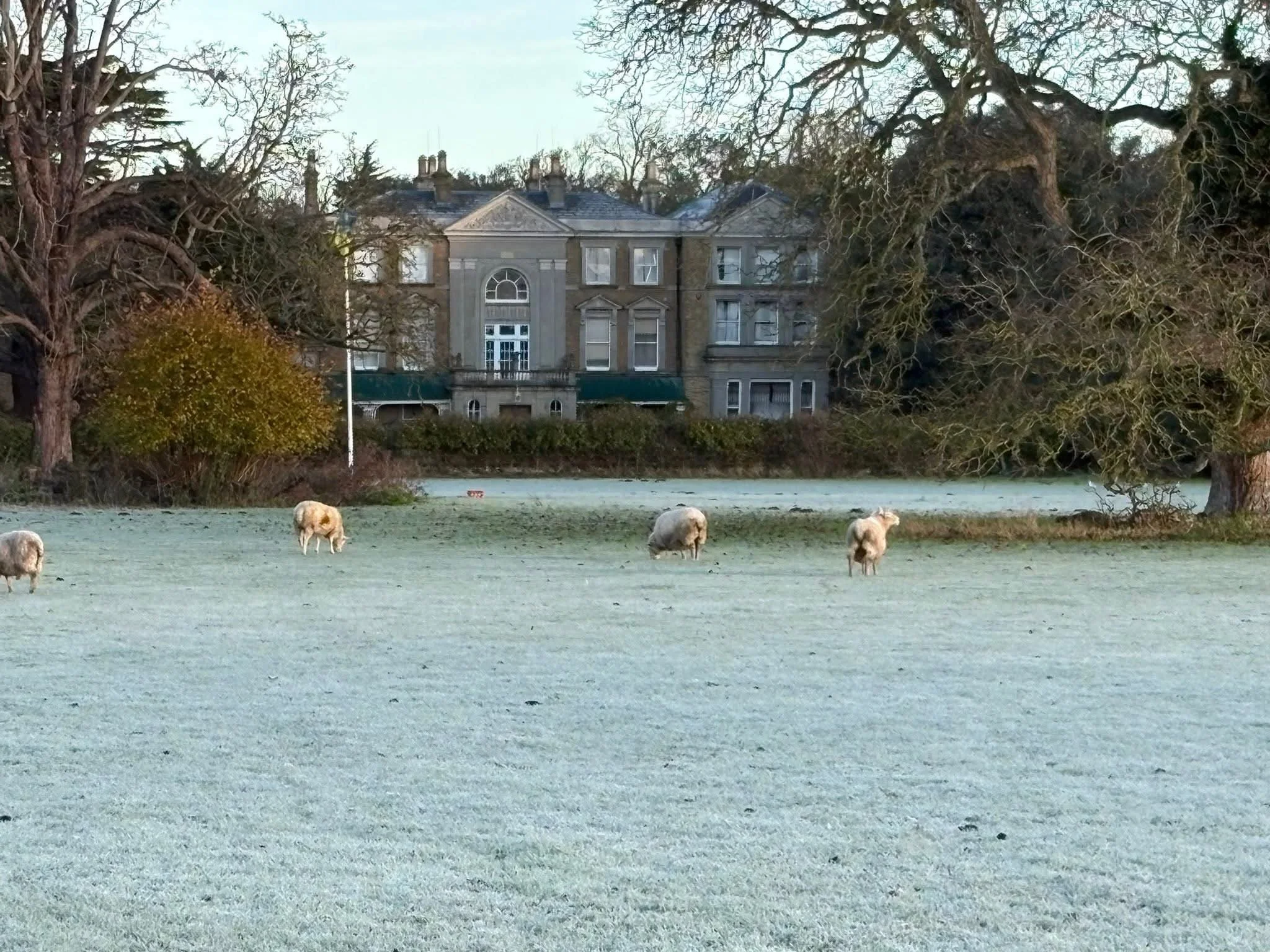 Sheep Grazing Our Front Meadows