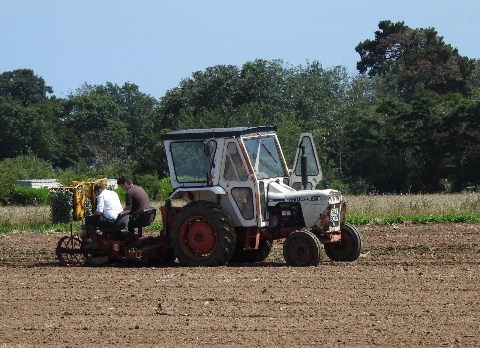 Planting Cabbage