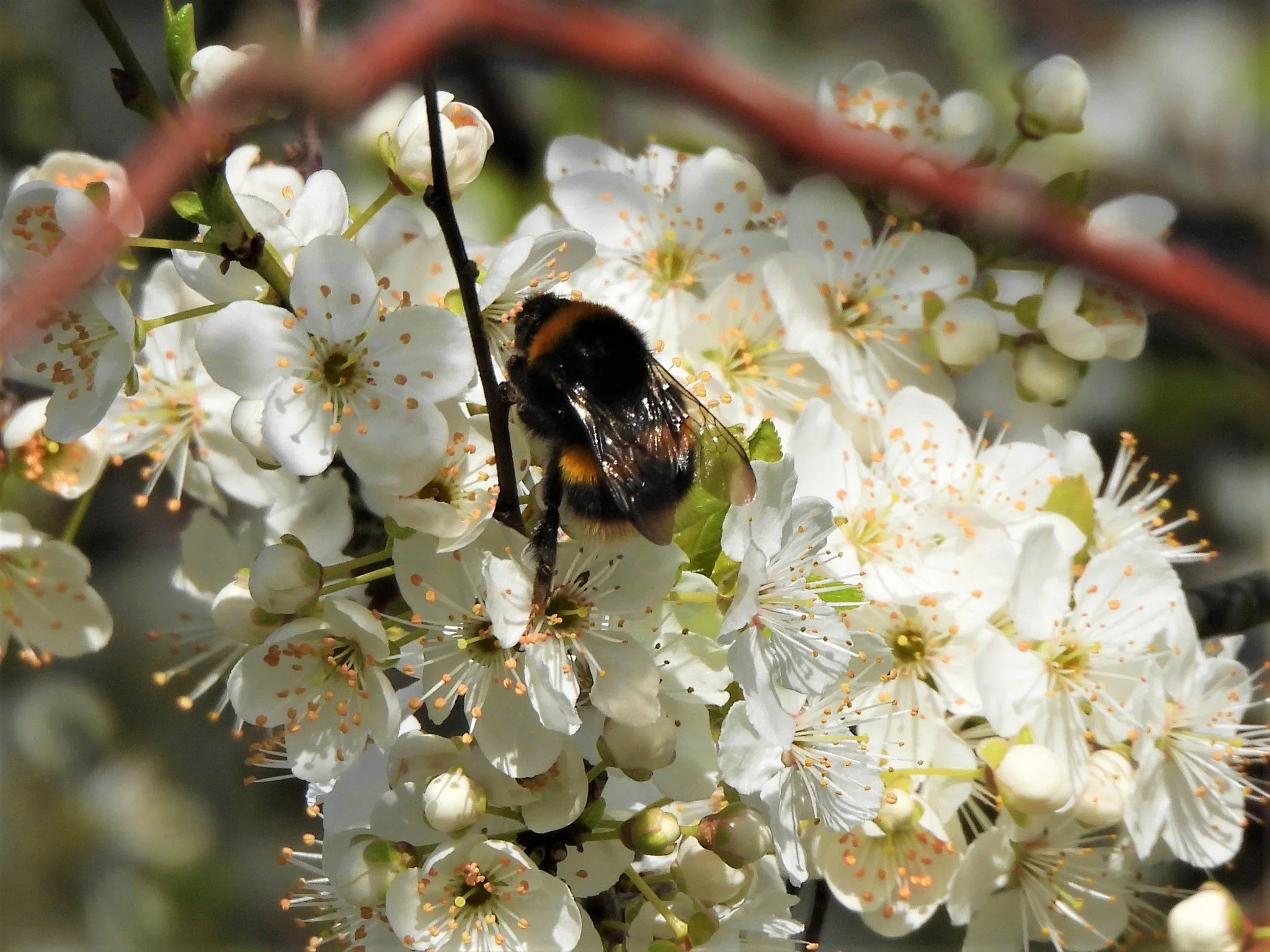 A bee collecting nectar from white blossoms on a flowering tree.