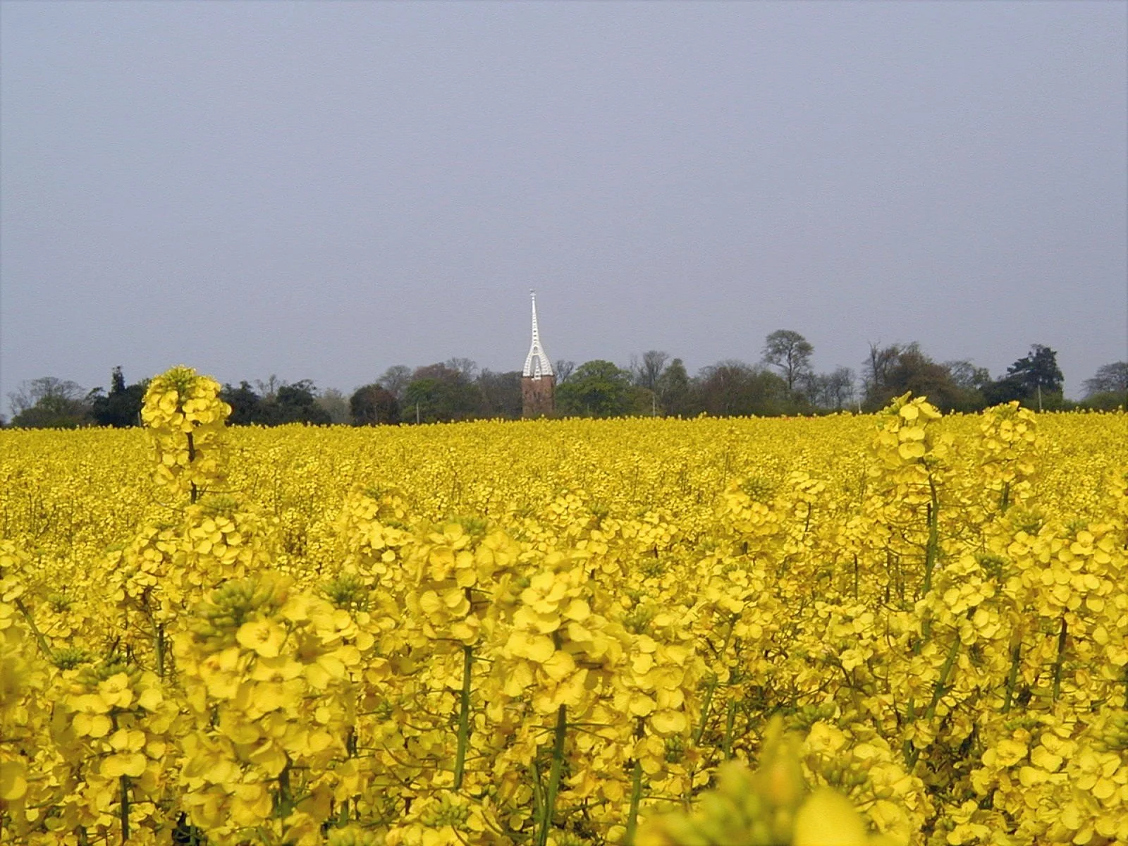Our rapeseed oil grown within Quex Park, with the Waterloo Tower in the background.