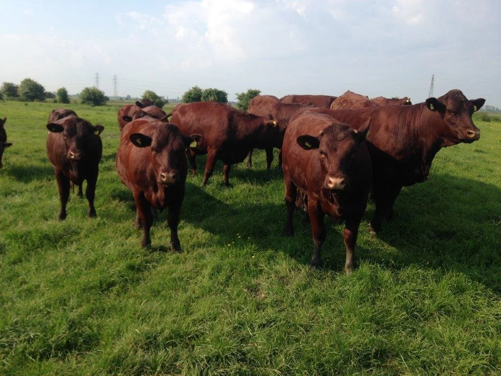 Sussex cattle grazing on our marsh
