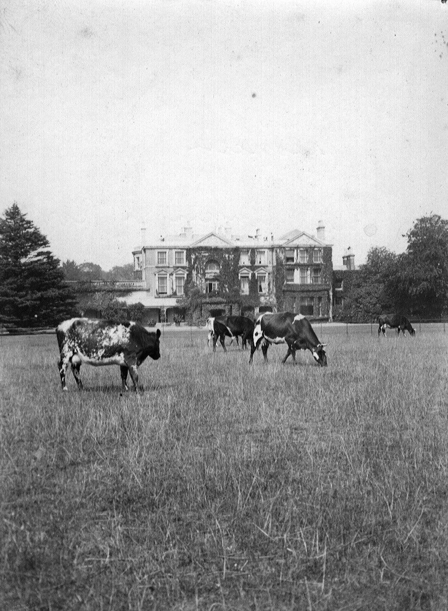 A black and white photo of cows grazing on a grassy field with a large, multi-story house in the background.