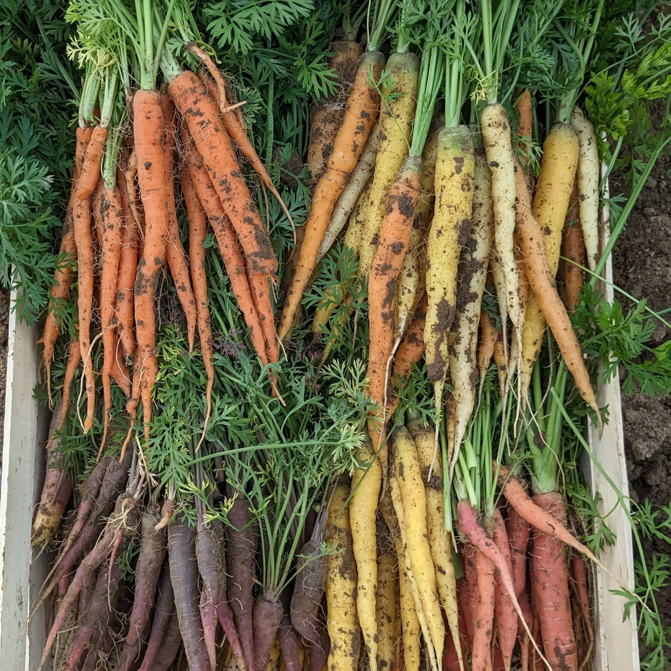 A variety of freshly harvested carrots in different colors .