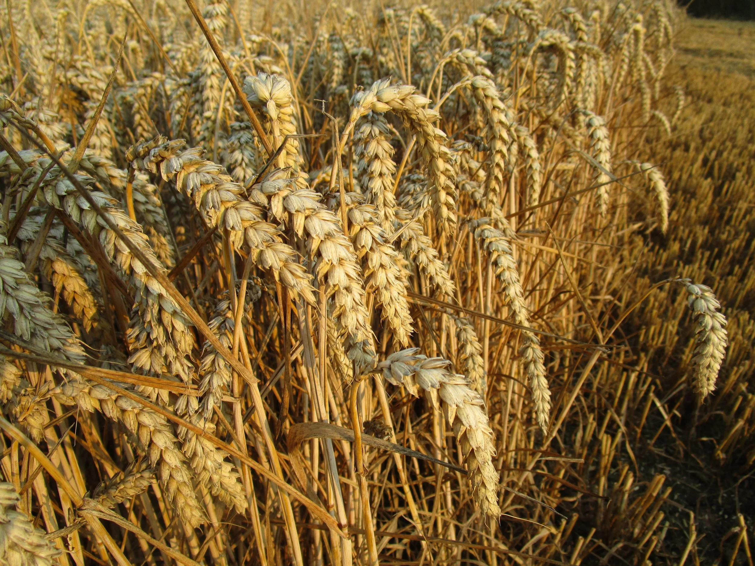 Winter Wheat