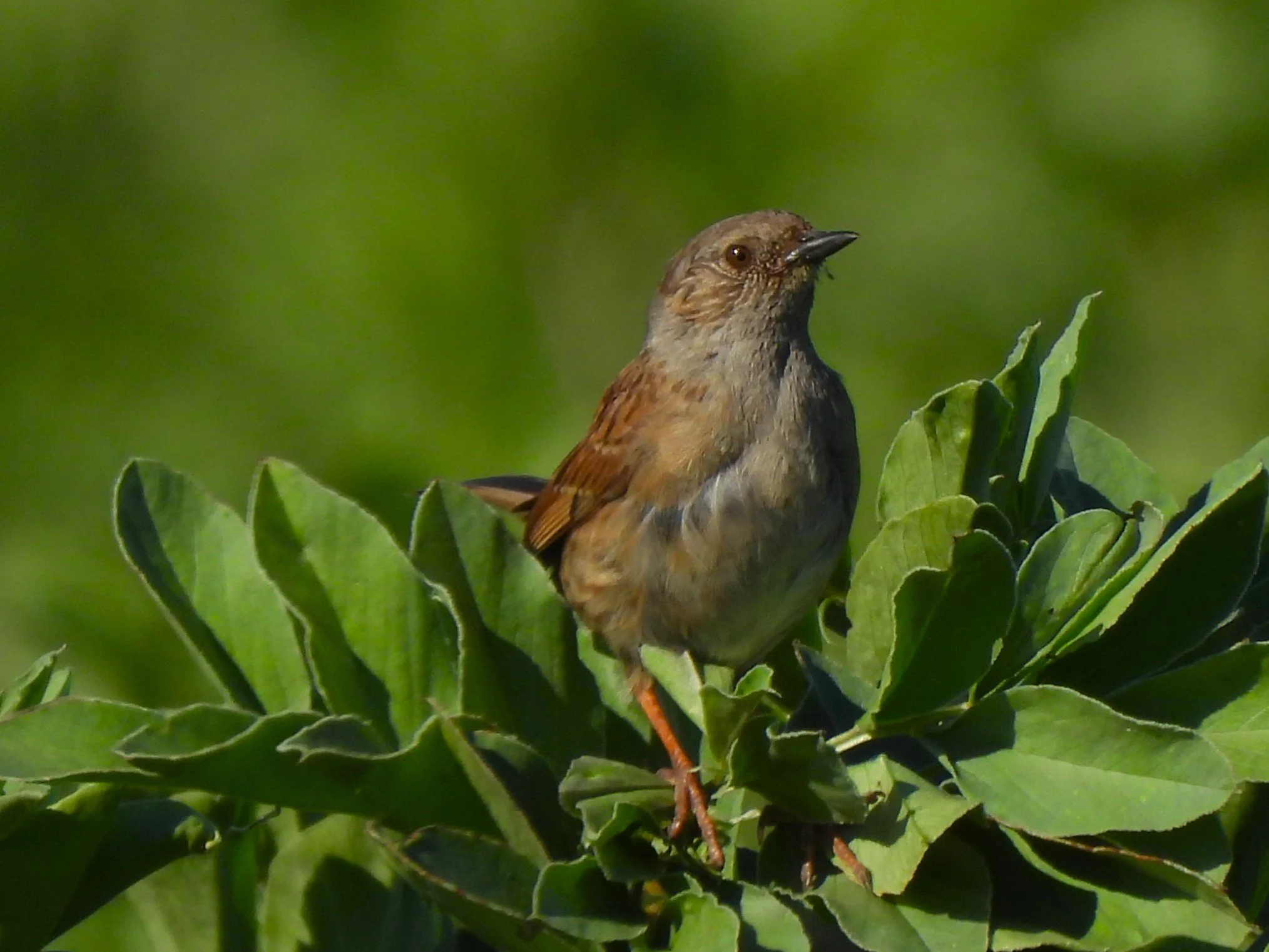 A small brown bird perched on green leafy plant with a blurred green background.