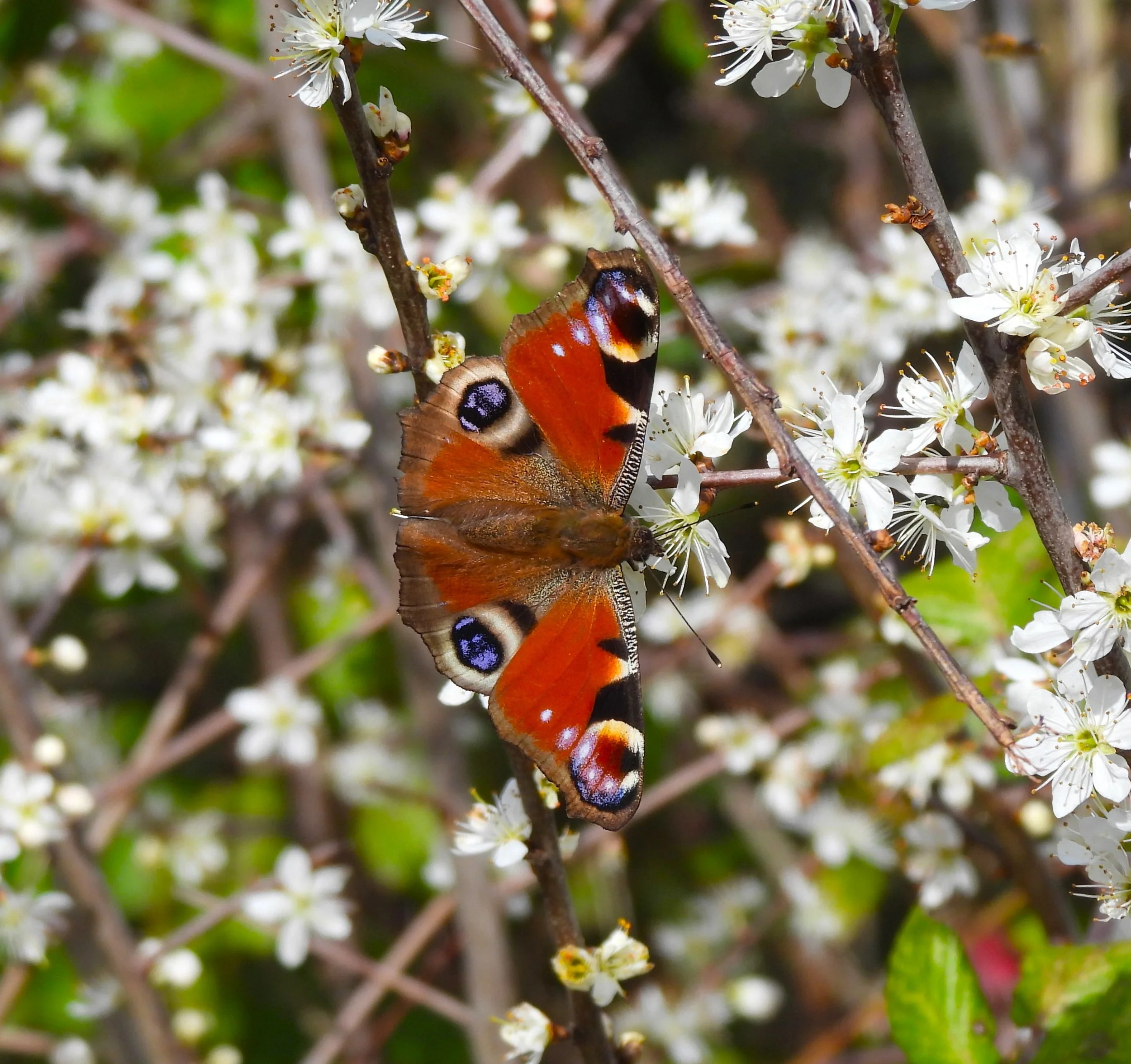 A butterfly with orange, black, and eye-spot patterns on its wings perched on white blooming flowers on a shrub.