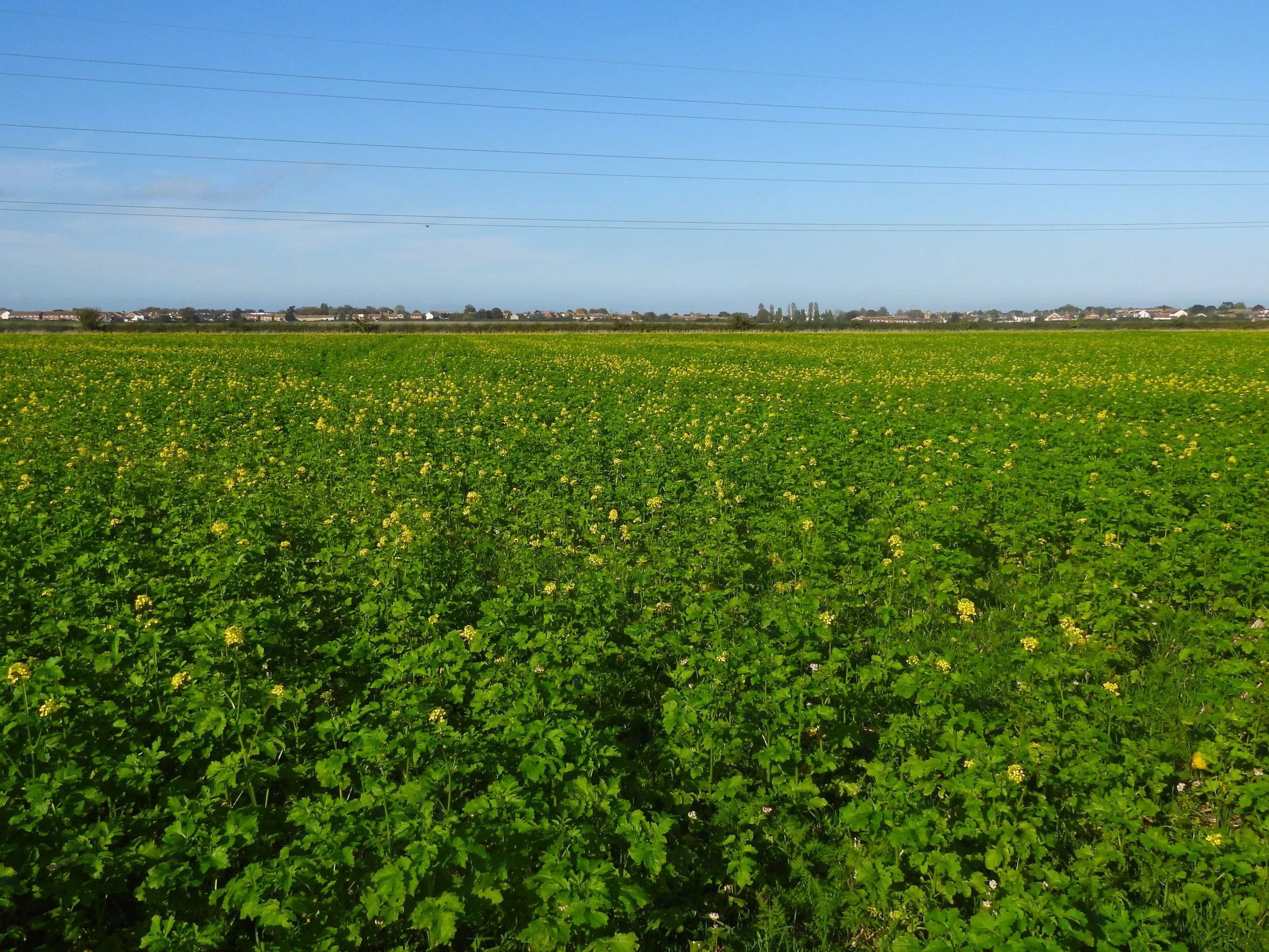 Cover crop and regen farming