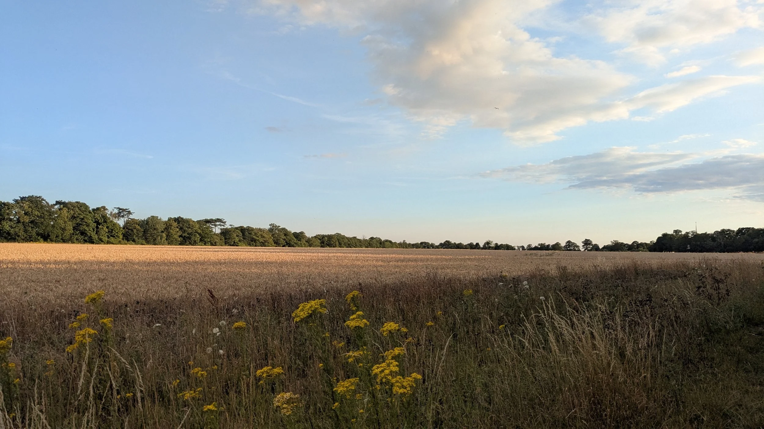 A wide open field with tall grasses and wildflowers in the foreground, a distant tree line, a blue sky with scattered clouds, and sunlight illuminating the scene.
