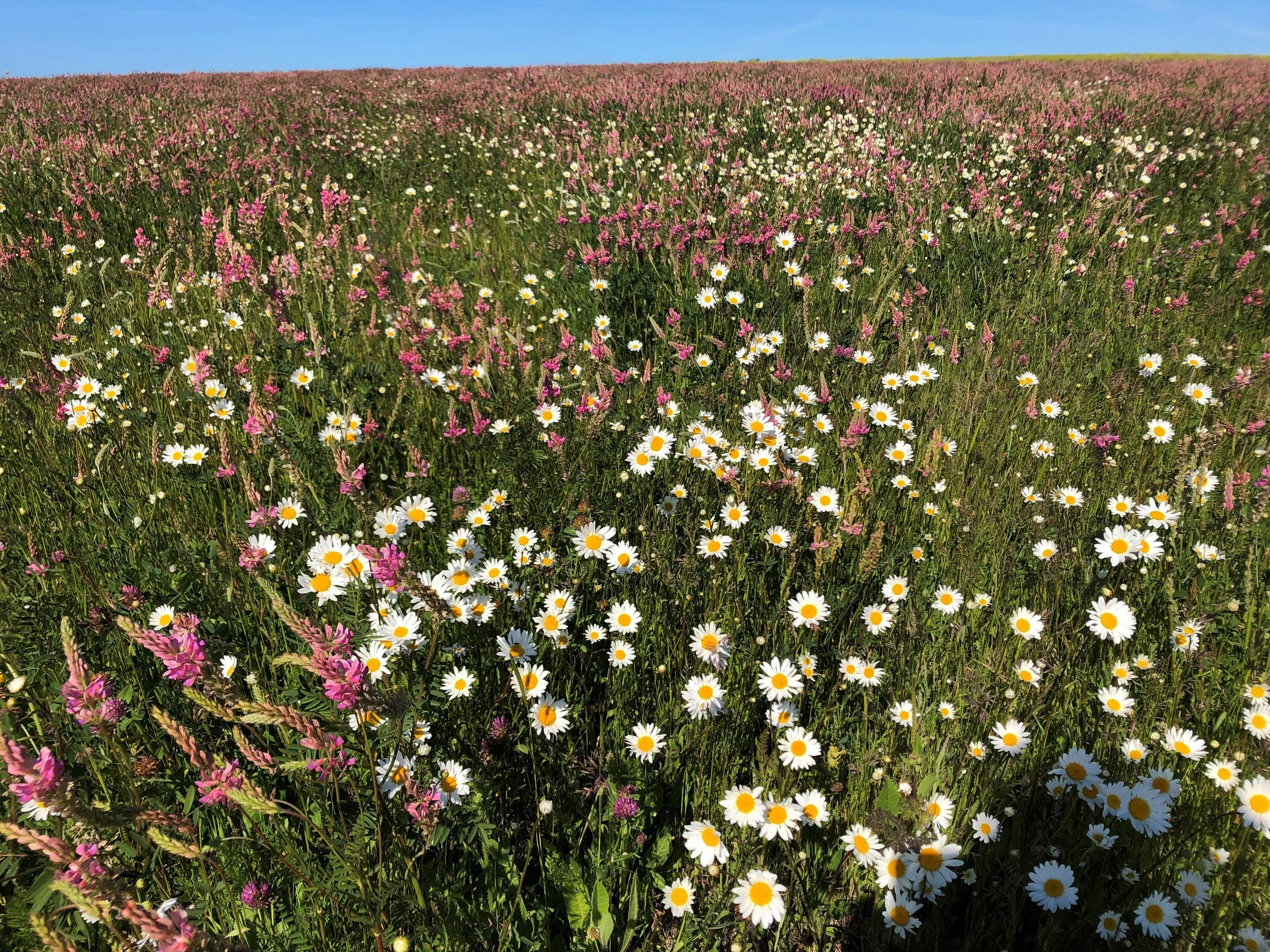 A vast field filled with blooming white daisies and pink wildflowers under a bright blue sky.