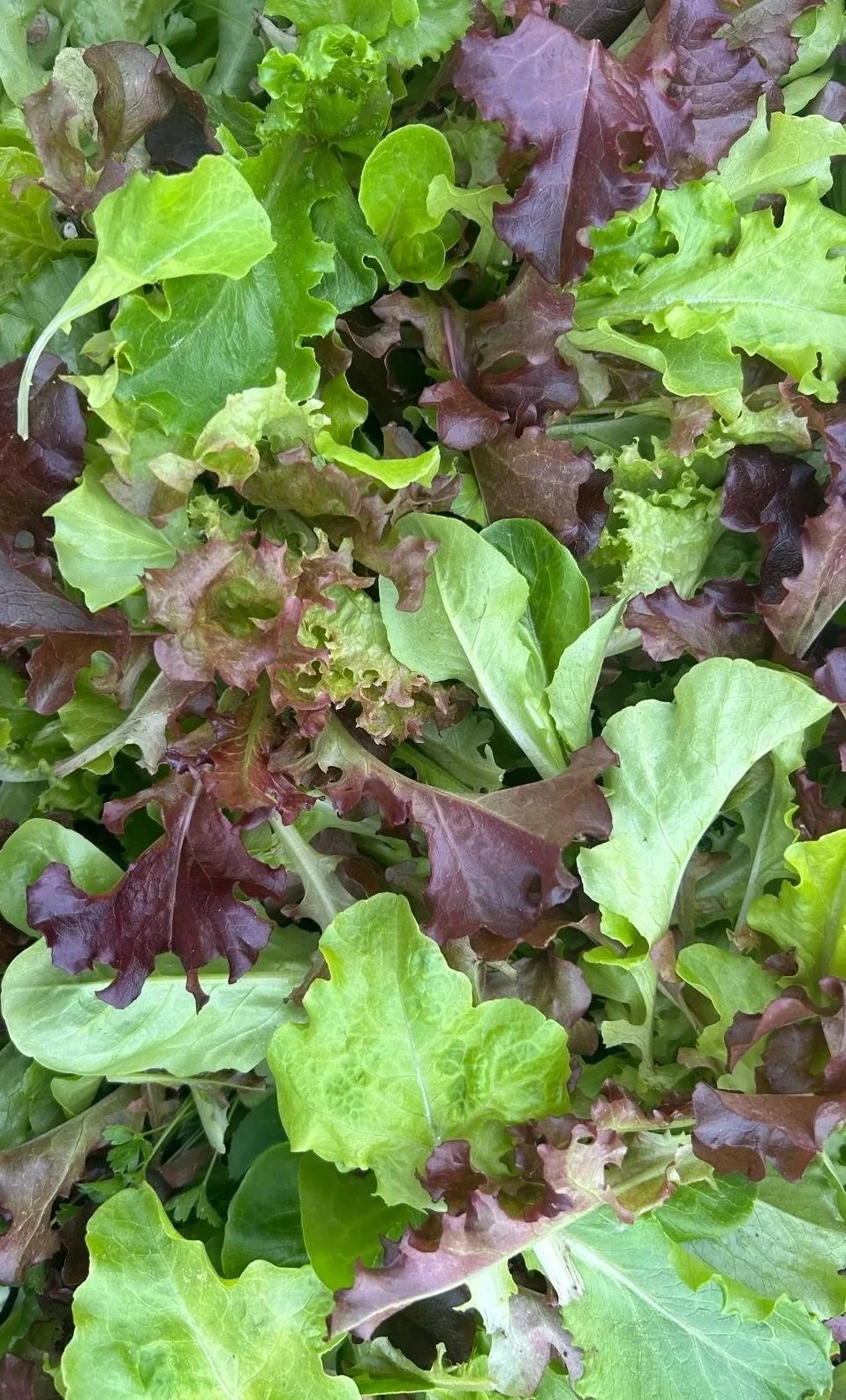 Close-up of a variety of fresh leafy greens, including green and purple lettuce
